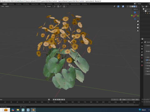 Ligularia Britt Marie Crawford - Ligularia Modello 3D