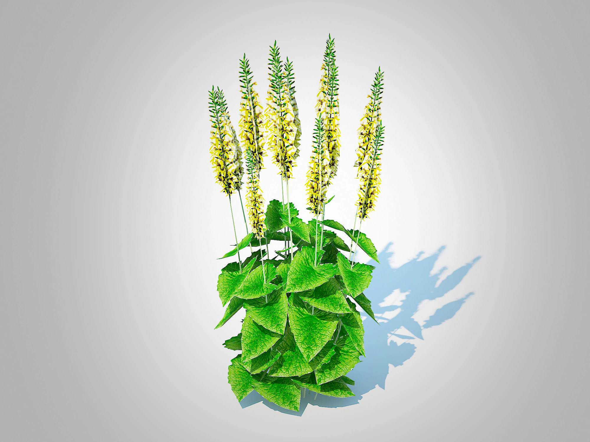 Ligularia stenocephala 3D Model .c4d .max .obj .3ds .fbx .stl .blend