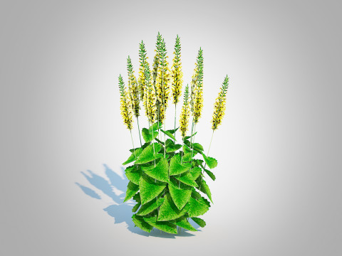 Ligularia stenocephala 3D Model