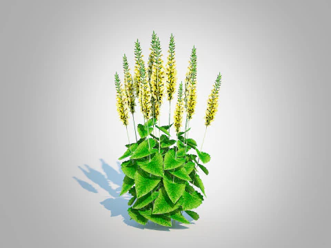 Ligularia stenocephala 3D Model