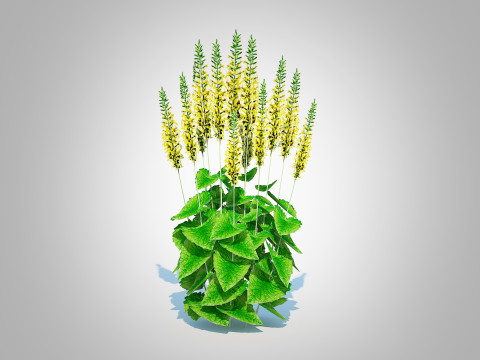 Ligularia stenocephala 3D Model