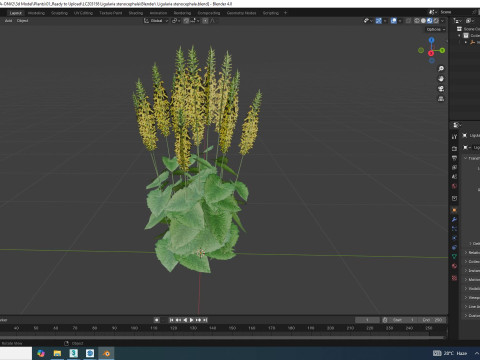 Ligularia stenocephala 3D Model