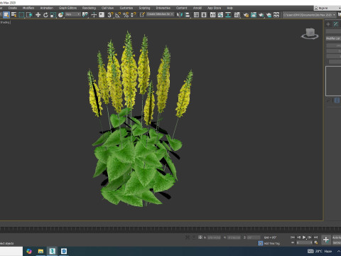 Ligularia stenocephala 3D Model