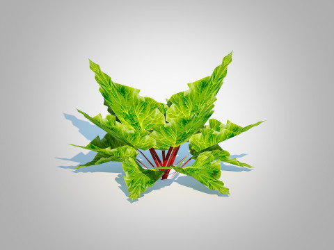 Rhubarb Modello 3D