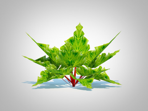 Rhubarb Modello 3D