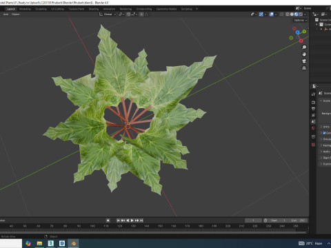Rhubarb Modello 3D