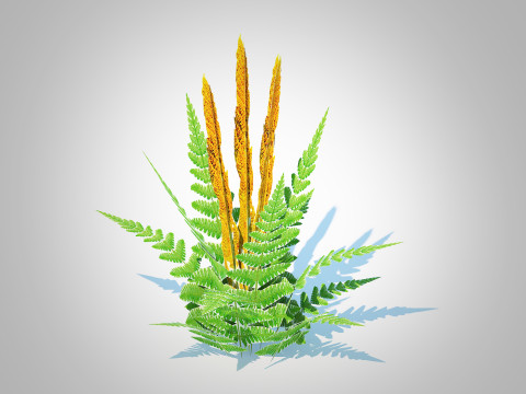 Osmunda - Cinnamon Fern 3Dモデル