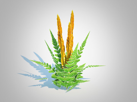 Osmunda - Cinnamon Fern 3Dモデル