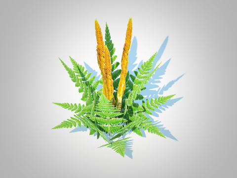 Osmunda - Cinnamon Fern 3Dモデル
