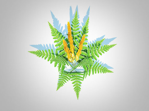 Osmunda - Cinnamon Fern 3Dモデル