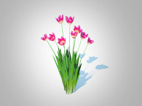 Tulipa - tulip Merah Muda Model 3D
