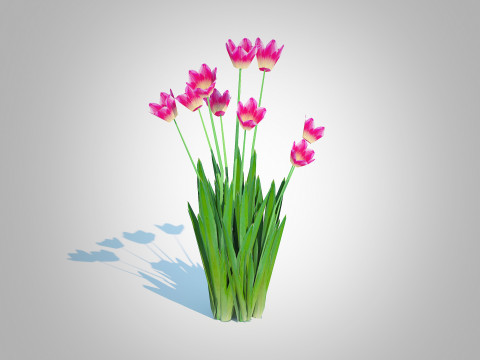 Tulipa - tulips Pink 3D Model