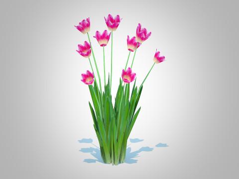 Tulipa - tulips Pink 3D Model