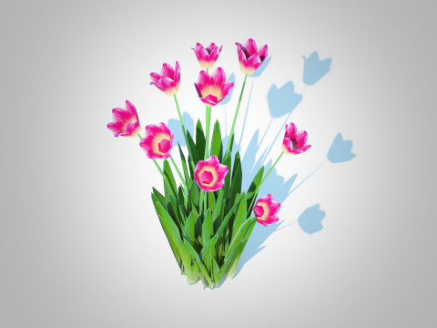 Tulipa - tulips Pink 3D Model