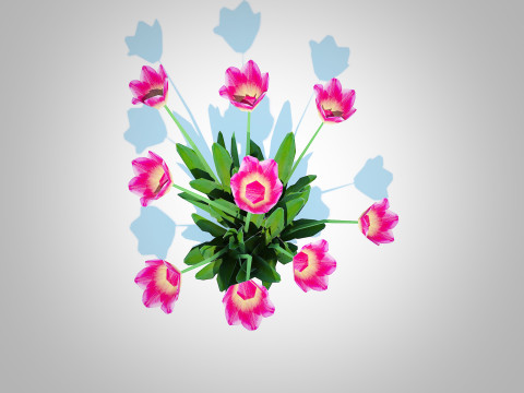 Tulipa - tulips Pink 3D Model