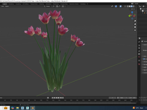 Tulipa - tulips Pink 3D Model