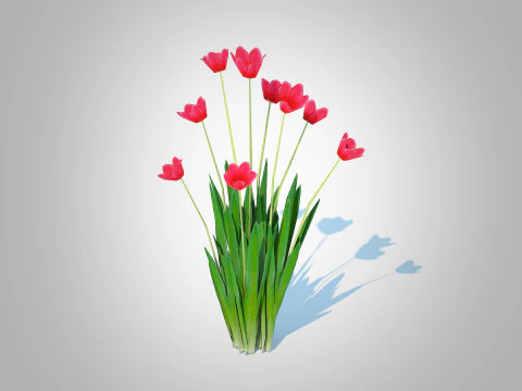 Tulipa - tulip Merah Model 3D