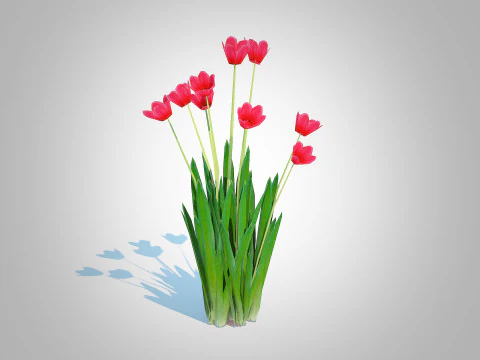 Tulipa - tulips Red 3D Model