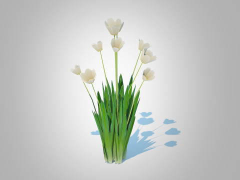 Tulipa - tulips White 3Dモデル