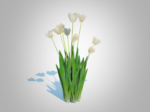 Tulipa - tulips White 3D 模型