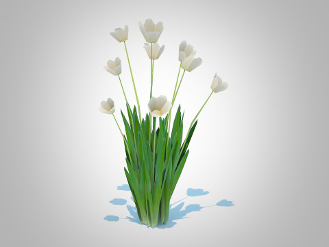Tulipa - tulips White 3D 模型