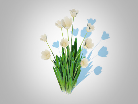 Tulipa - tulips White 3D 模型