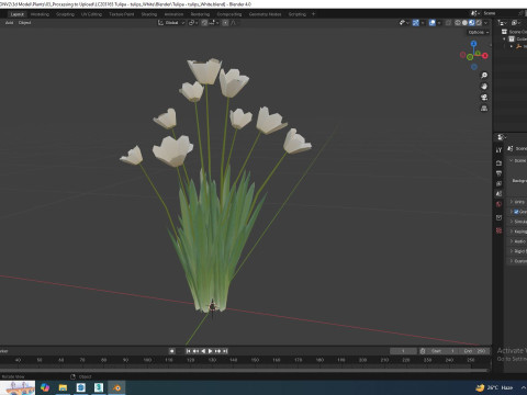 Tulipa - tulips White 3D 模型