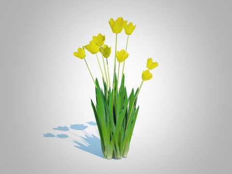Tulipa - tulips Yellow 3D Model
