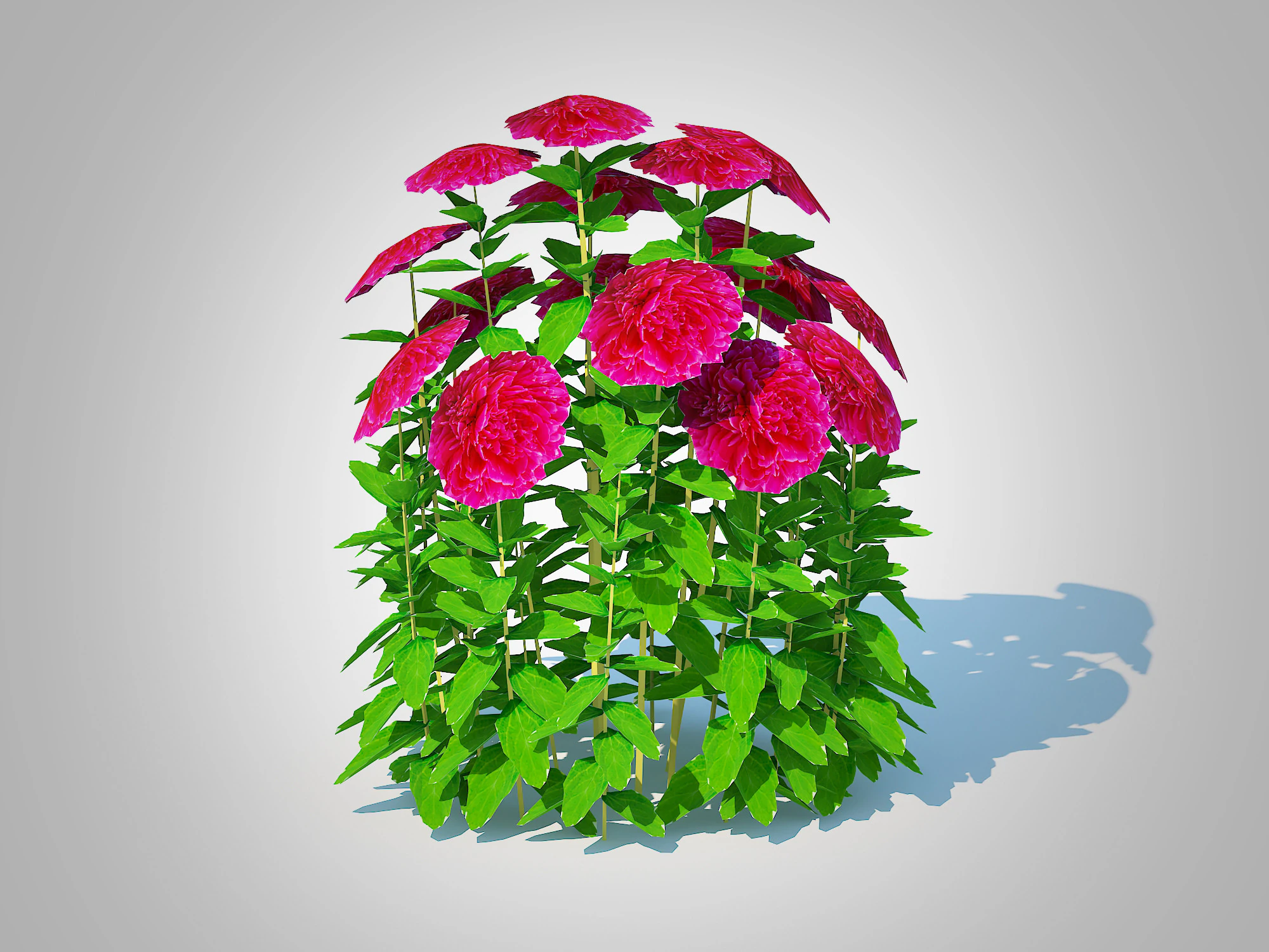 Paeonia x lact Felix Crousse 3D Model .c4d .max .obj .3ds .fbx .stl .blend 