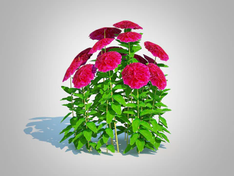 Paeonia x lact Felix Crousse 3D Model