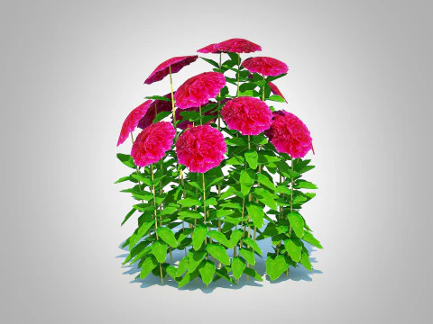 Paeonia x lact Felix Crousse 3D Model