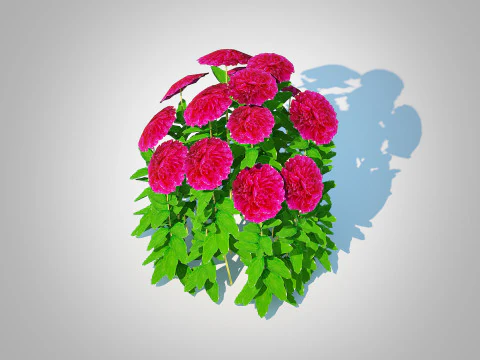Paeonia x lact Felix Crousse 3D Model