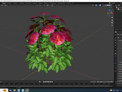 Paeonia x lact Felix Crousse 3D Model