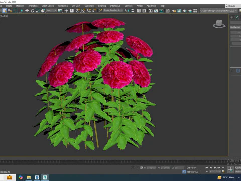 Paeonia x lact Felix Crousse 3D Model