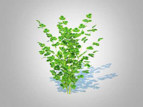 Parsley 3Dモデル