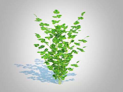 Parsley 3Dモデル