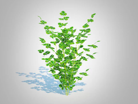 Peterselie 3D Model