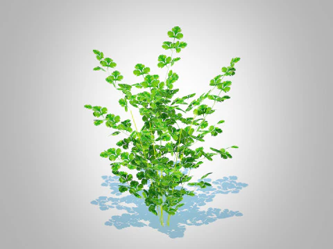 Peterselie 3D Model