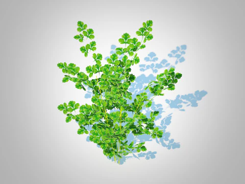 Peterselie 3D Model