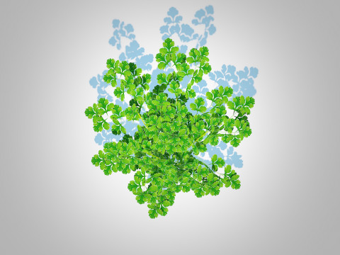 Parsley 3Dモデル