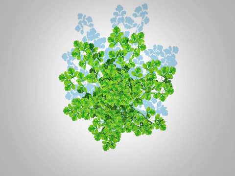 Peterselie 3D Model