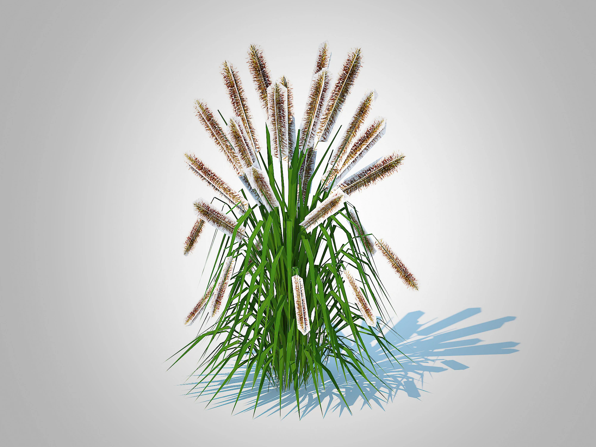 Pennisetum alopecuroides 3D Model .c4d .max .obj .3ds .fbx .stl .blend 