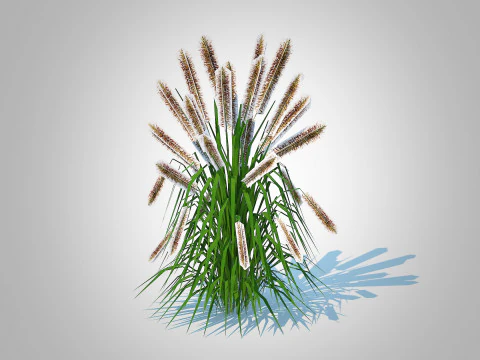 Pennisetum alopecuroides 3D Model