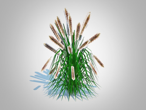 Pennisetum alopecuroides 3D 모델