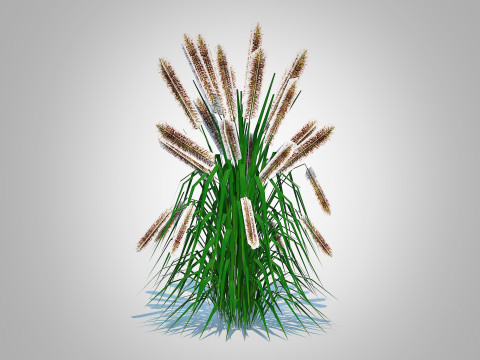 Pennisetum alopecuroides 3D 모델