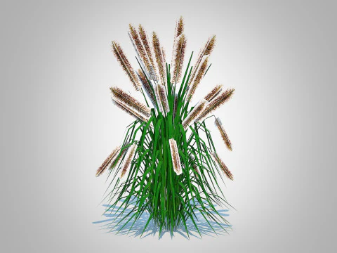 Pennisetum alopecuroides 3D Model