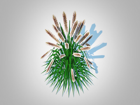 Pennisetum alopecuroides 3D 모델