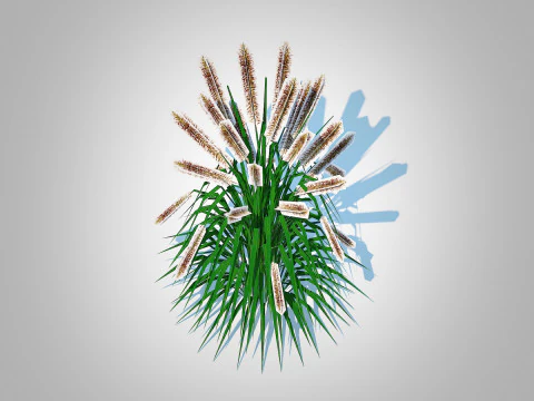 Pennisetum alopecuroides 3D Model