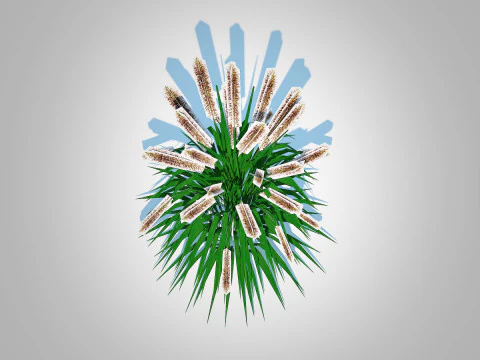Pennisetum alopecuroides 3D Model