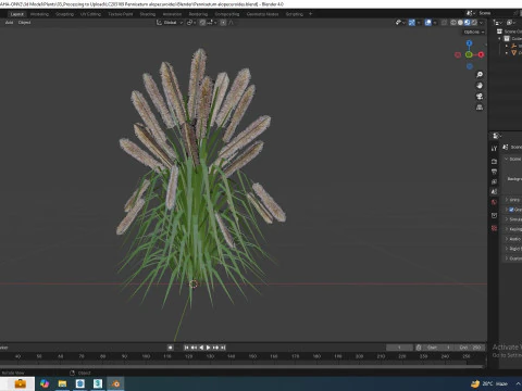 Pennisetum alopecuroides 3D Model